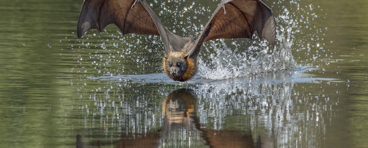 Flying fox by Elizabeth Howell